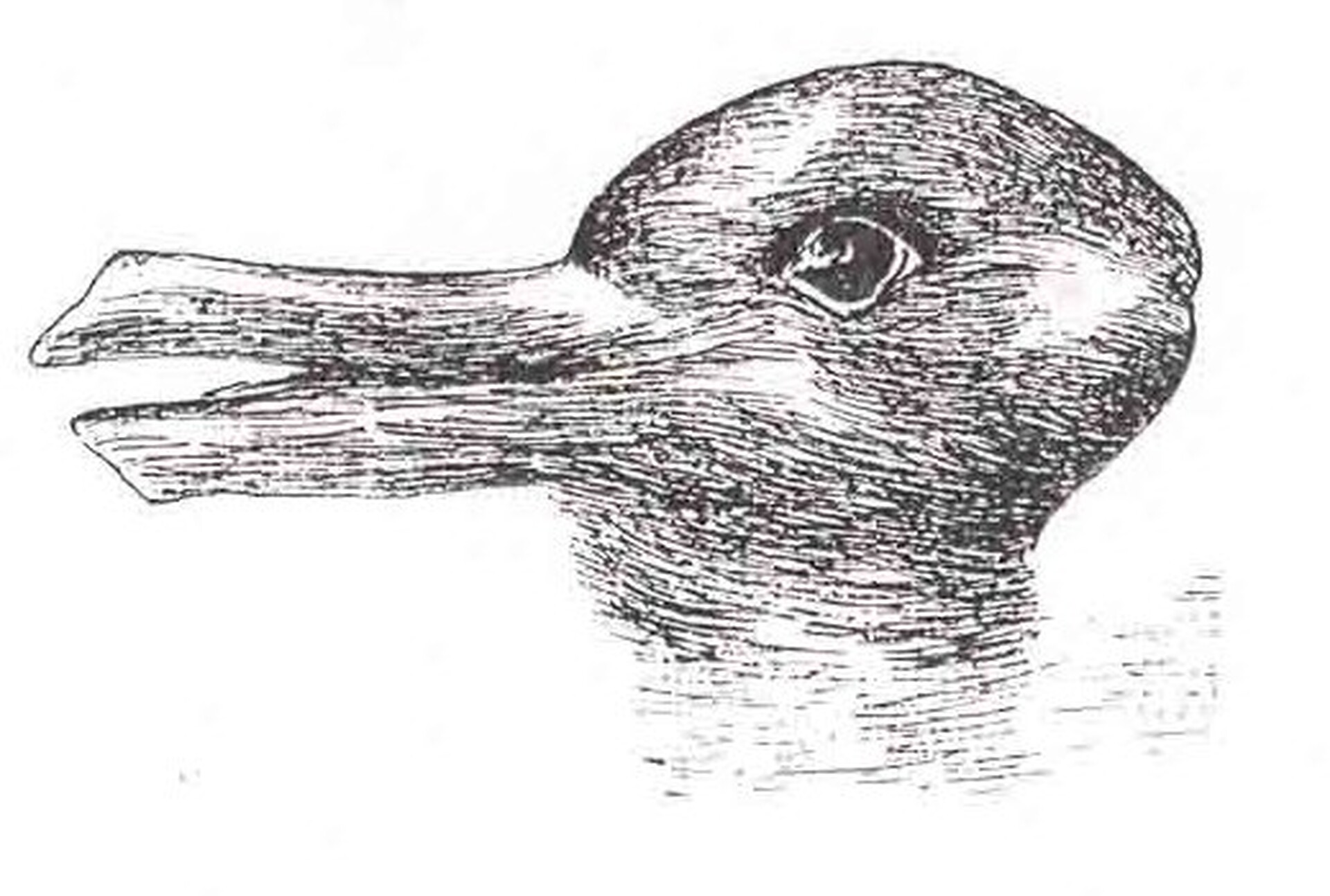  Rysunek przedstawia głowę zwierzęcia. Rysownik stworzył złudzenie optyczne: w zależności od sposobu patrzenia, na obrazku można zobaczyć głowę królika skierowaną w prawo albo kaczkę z głową skierowaną w lewo. 